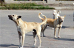 5-Year-old dead, sister critically injured after stray dogs attack children in Lucknow